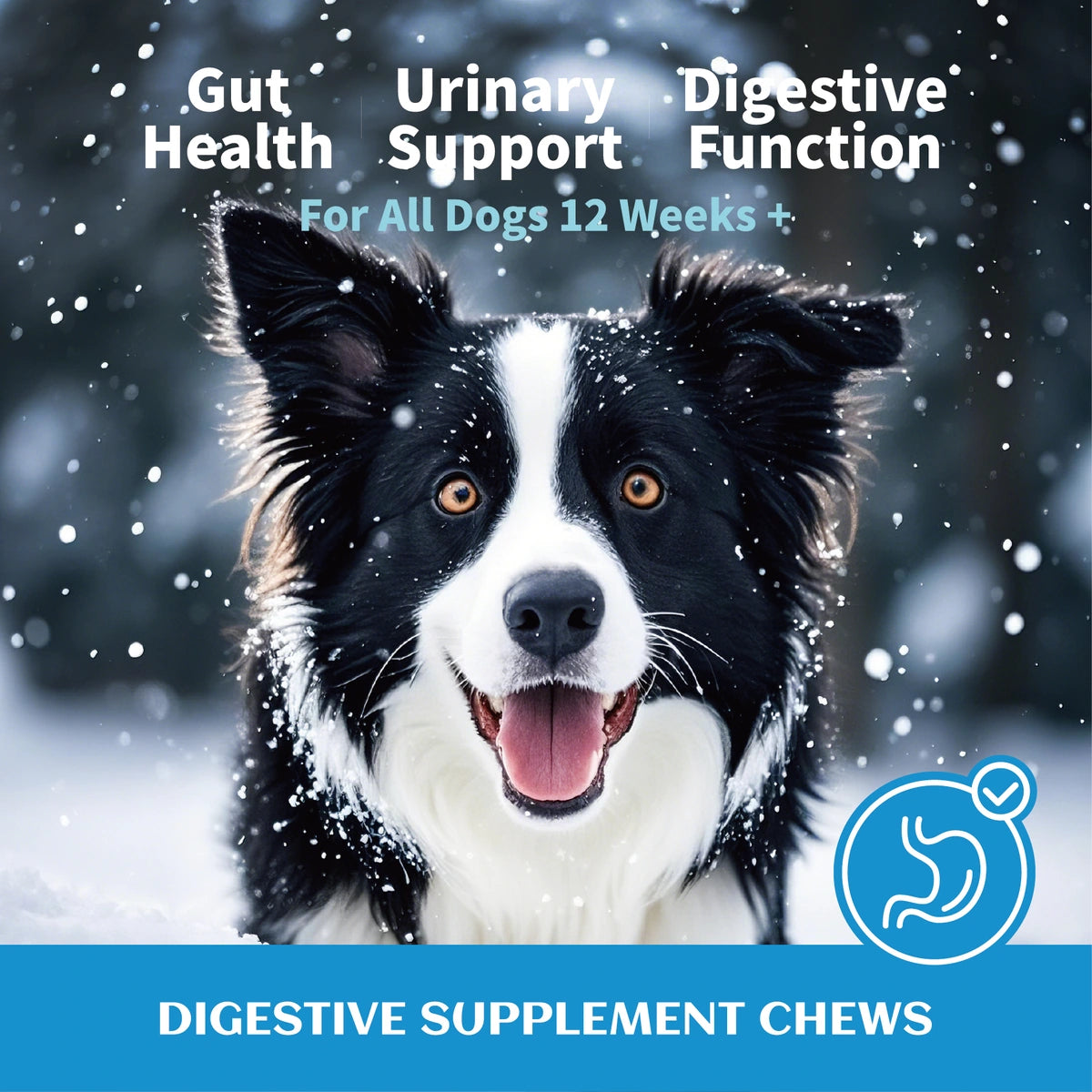 Soft dog digestive chews serving presentation